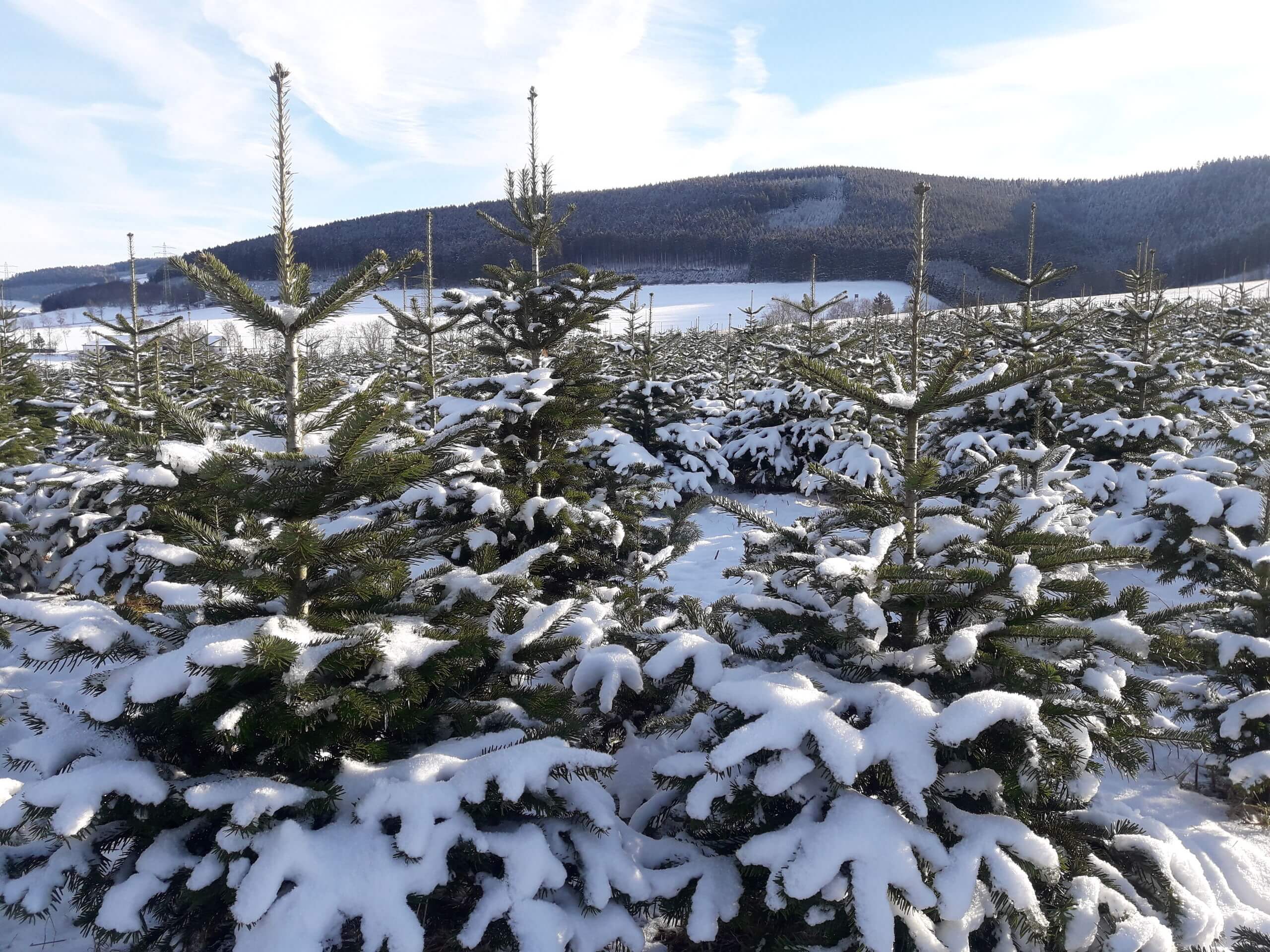 Weihnachtsbaum-Winterlandschaft